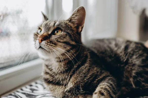 Znaleziono kota, Sosnowiec, 22 marca 2024 (1/5)