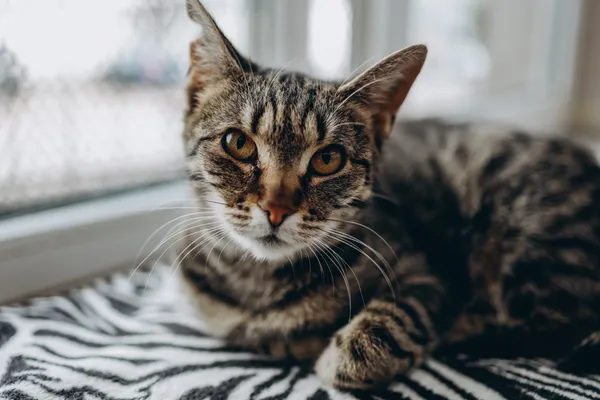 Znaleziono kota, Sosnowiec, 22 marca 2024 (2/5)