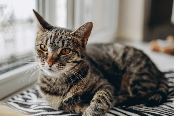 Znaleziono kota, Sosnowiec, 22 marca 2024 (3/5)