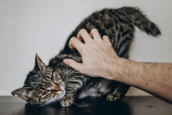 Znaleziono kota, Sosnowiec, 22 marca 2024 (4/5)