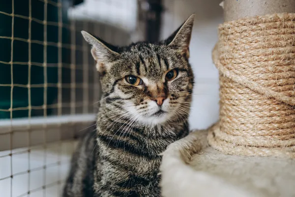 Znaleziono kota, Sosnowiec, 22 marca 2024 (5/5)