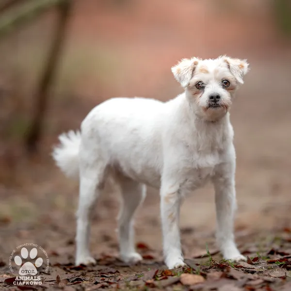 Pies do adopcji, Gdynia, 19 stycznia 2026 (5/5)