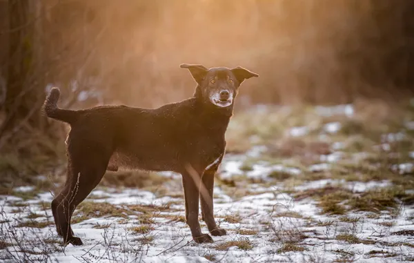 Oddam psa, Warszawa, Filtry, 8 marca 2024 (5/5)