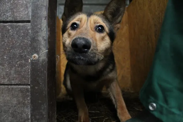 Pies do adopcji, Bełchatów, 16 października 2023 (1/4)