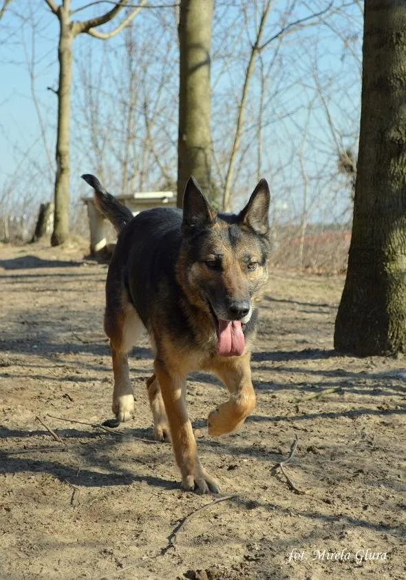 Pies do adopcji, Bydgoszcz, 30 marca 2024 (1/5)