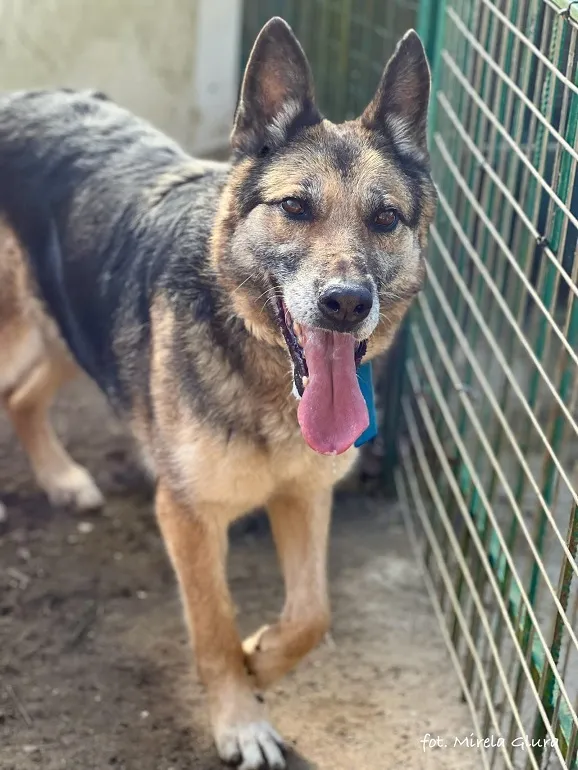 Pies do adopcji, Bydgoszcz, 30 marca 2024 (2/5)