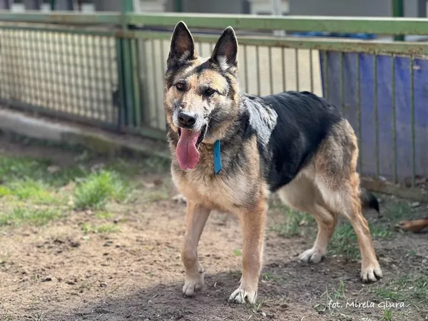 Pies do adopcji, Bydgoszcz, 30 marca 2024 (3/5)