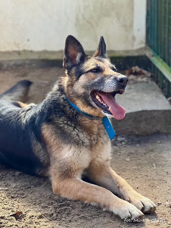 Pies do adopcji, Bydgoszcz, 30 marca 2024 (5/5)
