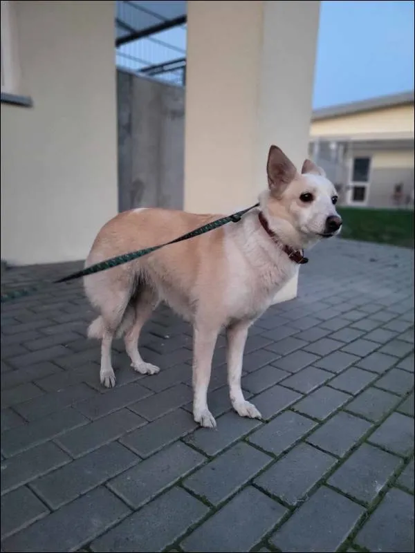 Znaleziono psa, Grudziądz, 6 marca 2024
