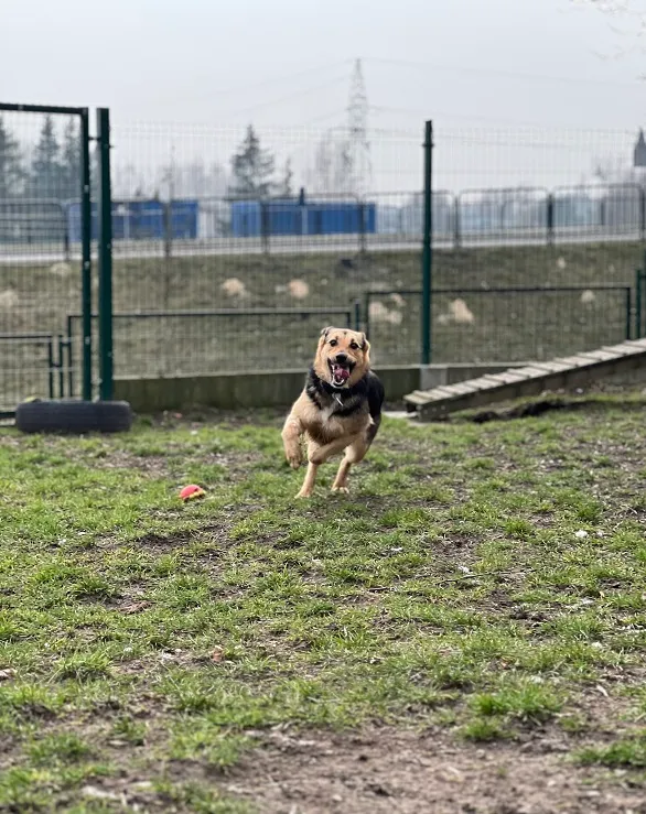 Pies do adopcji, Bydgoszcz, 10 marca 2024 (2/5)