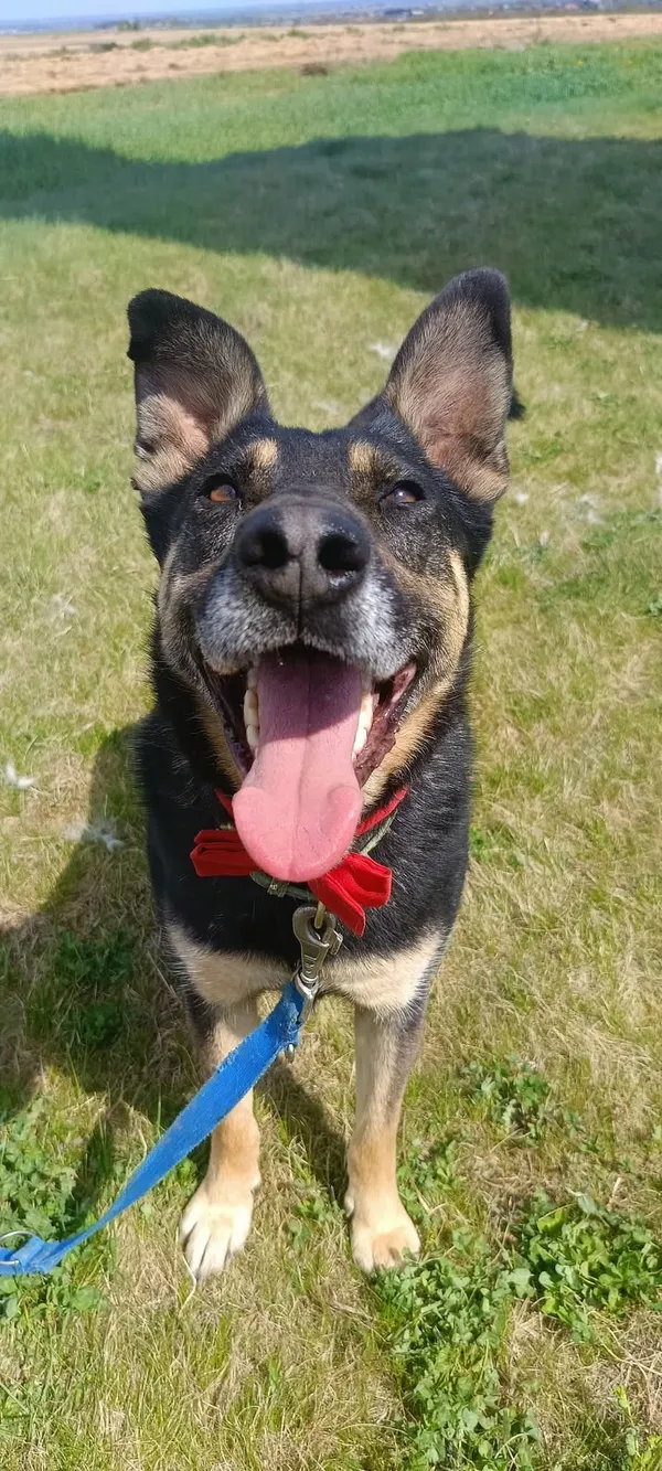 Pies do adopcji, Orzechowce, 9 marca 2024 (2/5)