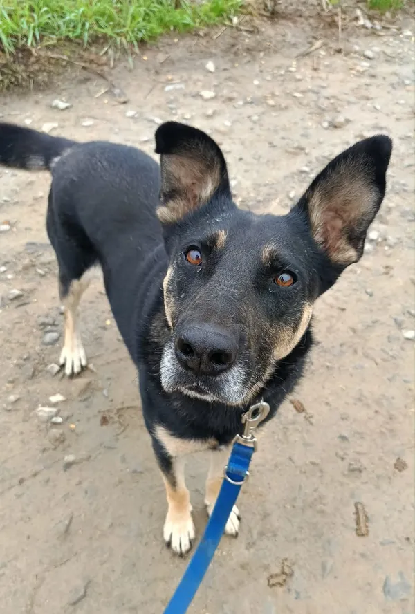 Pies do adopcji, Orzechowce, 9 marca 2024 (4/5)