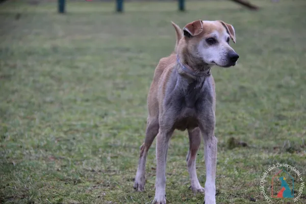 Pies do adopcji, Węgrowo, 16 lutego 2024