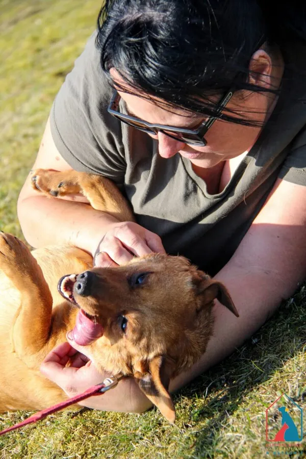 Pies do adopcji, Grudziądz, 19 lutego 2024 (3/5)