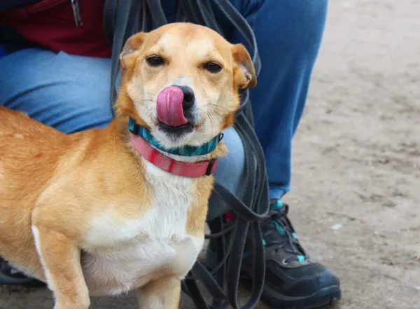 Pies do adopcji, Przyborówko, 20 maja 2025 (1/5)