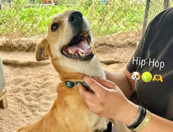 Pies do adopcji, Przyborówko, 20 maja 2025 (4/5)