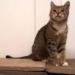 Kot do adopcji