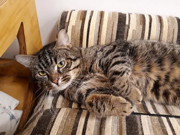 Kot do adopcji, Włocławek, 7 lutego 2024 (1/5)