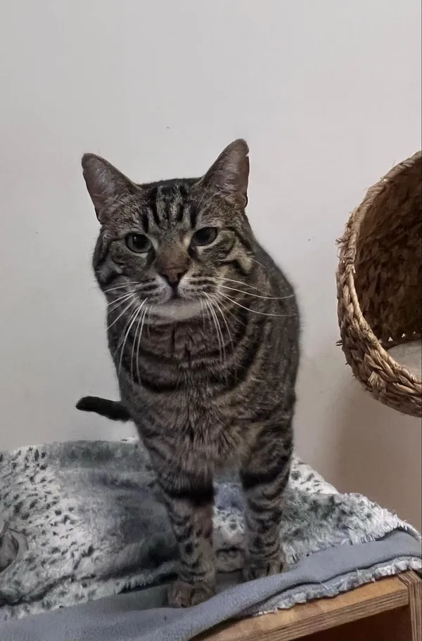 Kot do adopcji, Włocławek, 7 lutego 2024 (2/5)