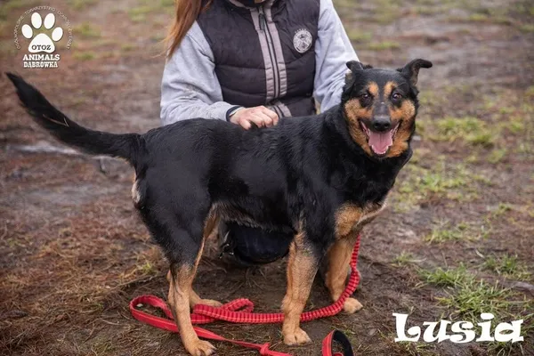 Pies do adopcji, Dąbrówka, 3 marca 2022 (3/3)