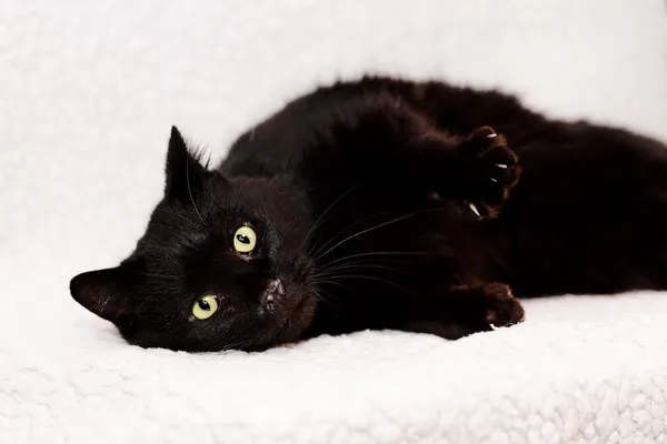 Kot do adopcji, Elbląg, 21 lutego 2024 (2/3)