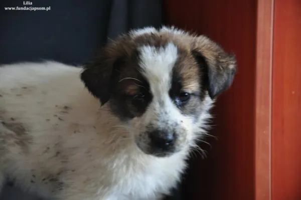 Pies do adopcji, Nowy Dwór Mazowiecki, 14 marca 2024 (1/3)