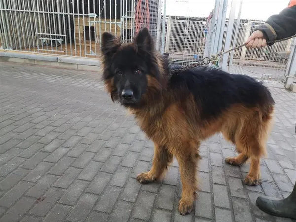 Pies do adopcji, Choszczno, 28 grudnia 2023