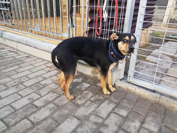 Pies do adopcji, Choszczno, 14 grudnia 2023