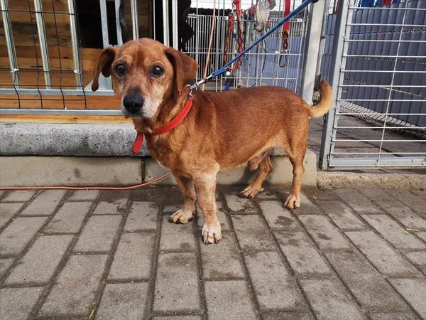 Pies do adopcji, Choszczno, 14 grudnia 2023