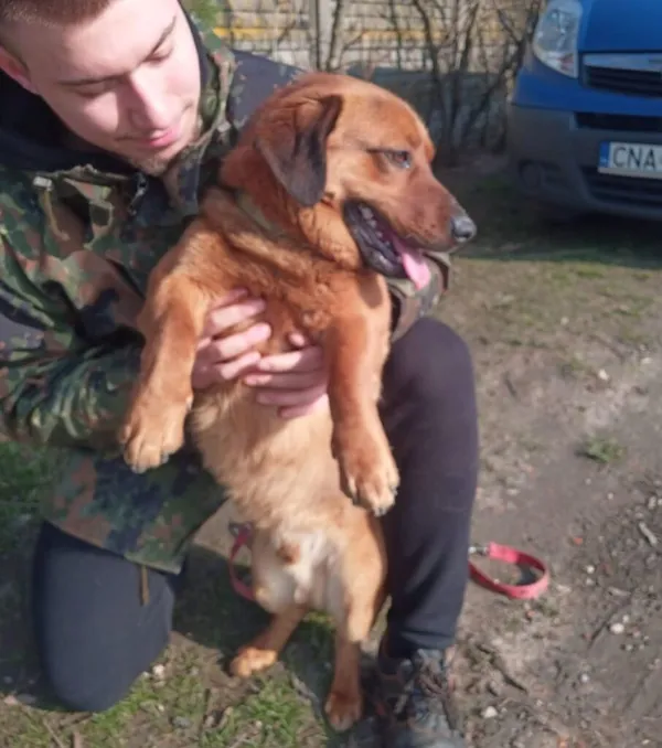Pies do adopcji, Przyborówko, 14 marca 2024 (1/3)