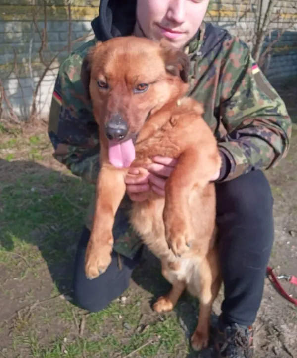 Pies do adopcji, Przyborówko, 14 marca 2024 (2/3)