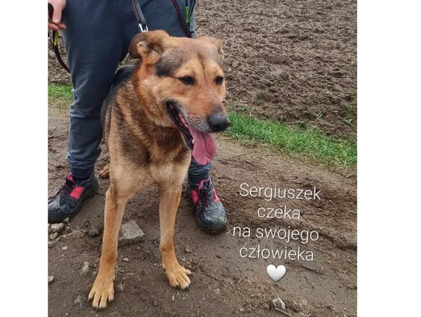 Pies do adopcji, Przyborówko, 2 kwietnia 2024 (4/4)