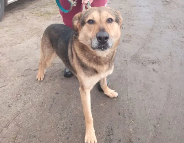 Pies do adopcji, Przyborówko, 6 października 2025 (1/5)