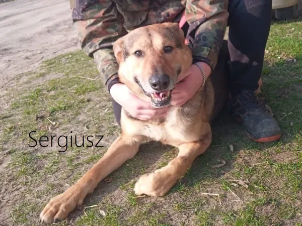 Pies do adopcji, Przyborówko, 6 października 2025 (3/5)