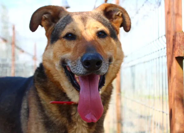 Pies do adopcji, Przyborówko, 6 października 2025 (4/5)