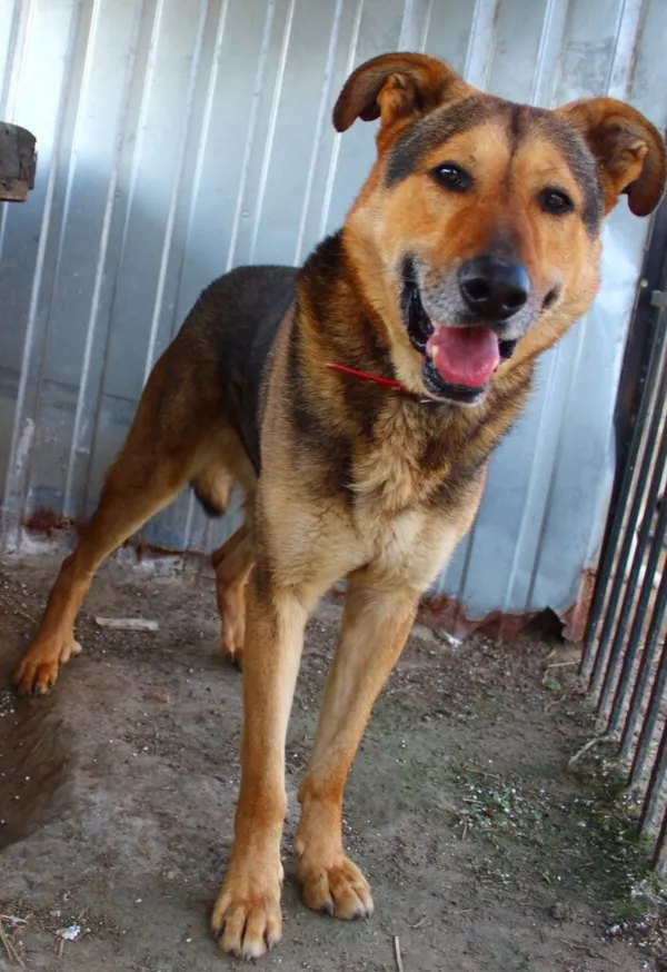 Pies do adopcji, Przyborówko, 6 października 2025 (5/5)