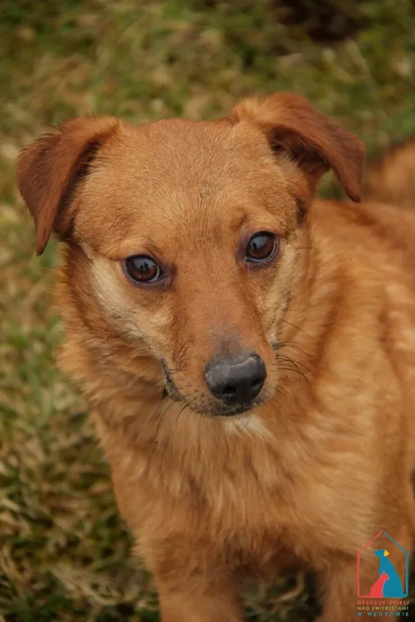 Pies do adopcji, Grudziądz, 12 lutego 2024 (1/4)