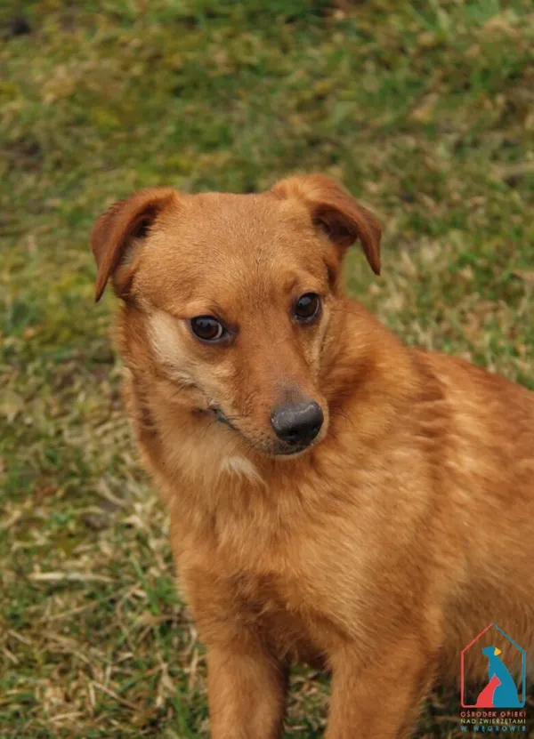 Pies do adopcji, Grudziądz, 12 lutego 2024 (3/4)