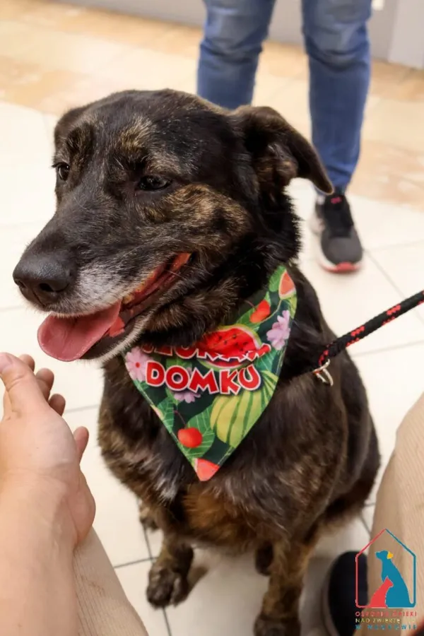 Pies do adopcji, Grudziądz, 14 lutego 2024 (1/5)