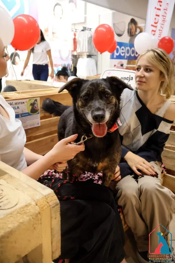 Pies do adopcji, Grudziądz, 14 lutego 2024 (2/5)