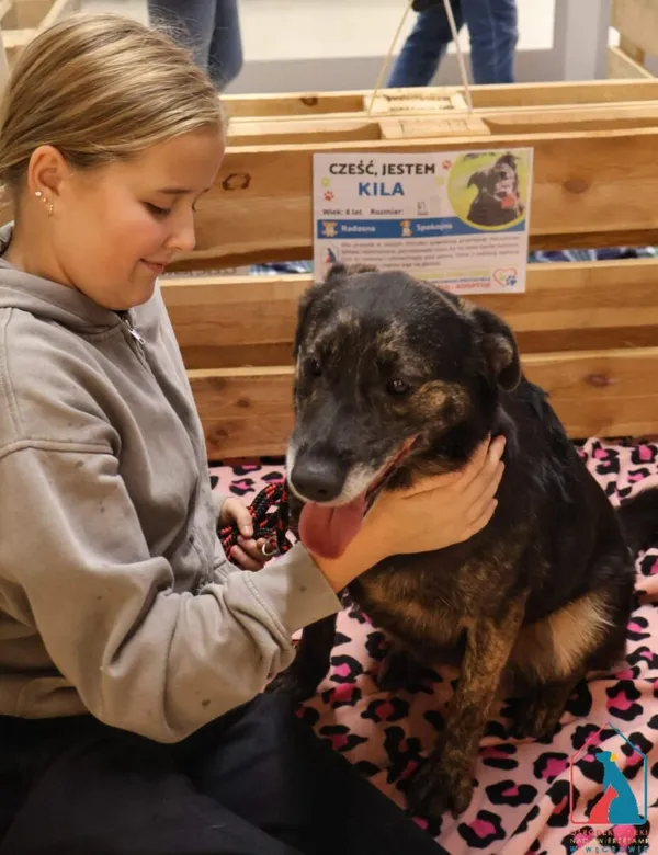 Pies do adopcji, Grudziądz, 14 lutego 2024 (4/5)