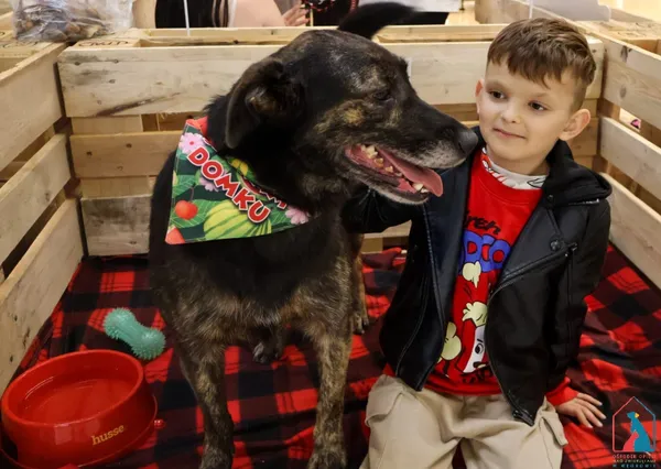 Pies do adopcji, Grudziądz, 14 lutego 2024 (5/5)