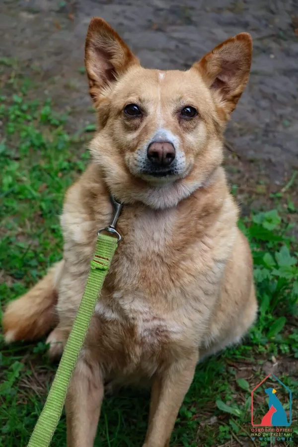 Pies do adopcji, Grudziądz, 9 lutego 2024 (2/5)