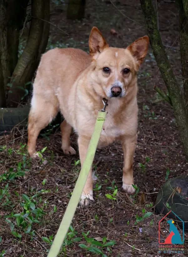 Pies do adopcji, Grudziądz, 9 lutego 2024 (4/5)