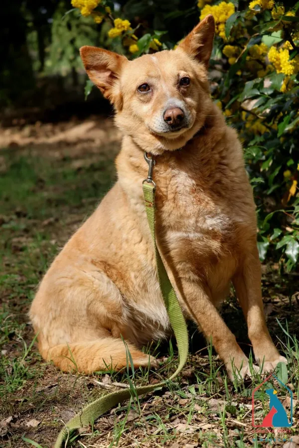 Pies do adopcji, Grudziądz, 9 lutego 2024 (5/5)