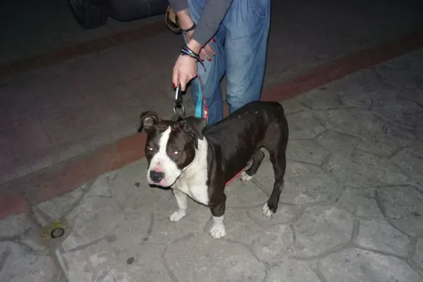 Znaleziono psa, Radom, 11 lipca 2015
