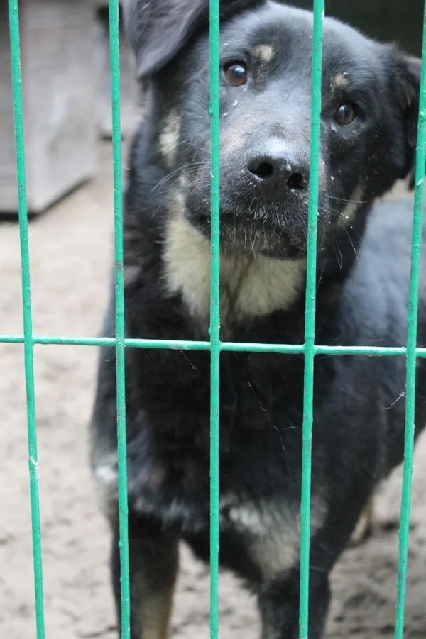 Pies do adopcji, Bełchatów, 18 sierpnia 2021 (1/5)