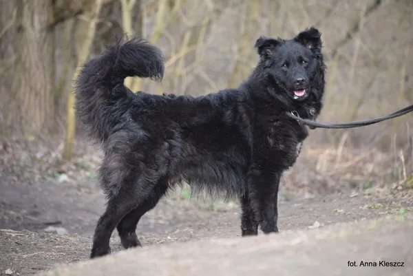 Znaleziono psa, Toruń, 1 grudnia 2023