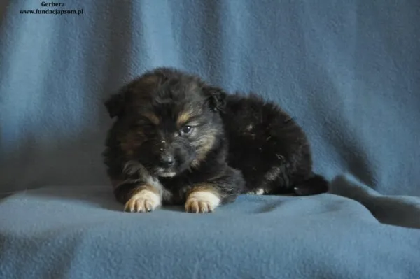 Pies do adopcji, Nowy Dwór Mazowiecki, 15 marca 2024 (2/4)