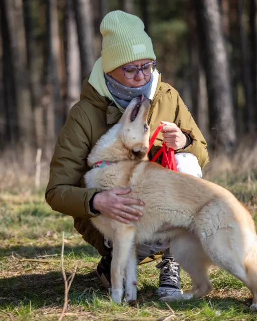 Pies do adopcji, Piła, 15 października 2023 (2/3)